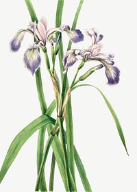 Blueflag iris flower vector botanical illustration watercolor, remixed from the artworks by Mary Vaux Walcott