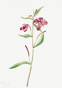 Red willowweed flower psd botanical illustration watercolor