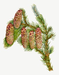 Vintage hand drawn Douglas Fir vector, remixed from the artworks by Mary Vaux Walcott