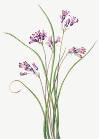 Vintage purple wild hyacinth vector botanical illustration watercolor, remixed from the artworks by Mary Vaux Walcott