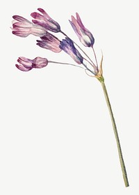 Vintage purple wild hyacinth vector botanical illustration watercolor, remixed from the artworks by Mary Vaux Walcott