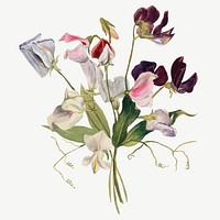 Flower botanical illustration vector watercolor, remixed from the artworks by Mary Vaux Walcott