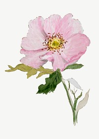 Pink flower botanical illustration vector watercolor, remix from The Smithsonian book