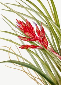 Quill-Leaf Tillandsia vector botanical illustration watercolor, remixed from the artworks by <a href="https://www.rawpixel.com/search/Mary%20Vaux%20Walcott?sort=curated&amp;page=1" target="_blank">Mary Vaux Walcott</a>