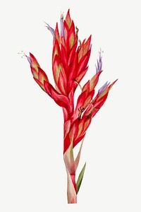 Quill-leaf tillandsia flower vector botanical illustration watercolor, remixed from the artworks by <a href="https://www.rawpixel.com/search/Mary%20Vaux%20Walcott?sort=curated&amp;page=1" target="_blank">Mary Vaux Walcott</a>