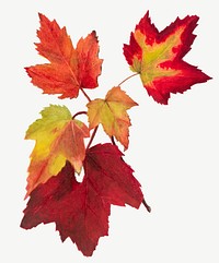 Red autumn leaves vector botanical illustration watercolor, remixed from the artworks by Mary Vaux Walcott