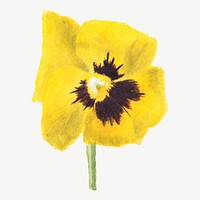 Yellow pansy flower vector botanical illustration watercolor, remixed from the artworks by <a href="https://www.rawpixel.com/search/Mary%20Vaux%20Walcott?sort=curated&amp;page=1" target="_blank">Mary Vaux Walcott</a>