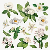 White flower vector set botanical illustration, remixed from the artworks by <a href="https://www.rawpixel.com/search/Mary%20Vaux%20Walcott?sort=curated&amp;page=1" target="_blank">Mary Vaux Walcott</a>