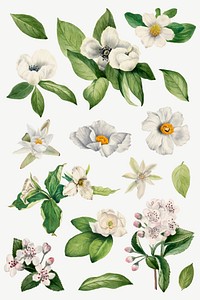 White flower vector set botanical illustration, remixed from the artworks by <a href="https://www.rawpixel.com/search/Mary%20Vaux%20Walcott?sort=curated&amp;page=1" target="_blank">Mary Vaux Walcott</a>