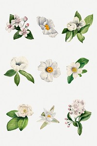 White flower botanical illustration set, remixed from the artworks by Mary Vaux Walcott