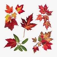 Autumn leaves set vector botanical illustration, remix from The Smithsonian book