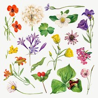 Colorful blooming flowers vector botanical illustration set, remixed from the artworks by <a href="https://www.rawpixel.com/search/Mary%20Vaux%20Walcott?sort=curated&amp;page=1" target="_blank">Mary Vaux Walcott</a>
