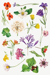 Colorful blooming flowers vector botanical illustration set, remixed from the artworks by <a href="https://www.rawpixel.com/search/Mary%20Vaux%20Walcott?sort=curated&amp;page=1" target="_blank">Mary Vaux Walcott</a>