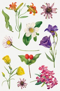 Psd blooming floral illustration set