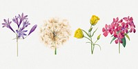 Blooming wild flowers botanical drawing set, remixed from the artworks by Mary Vaux Walcott