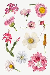 Hand drawn wild flowers vector floral illustration set, remixed from the artworks by Mary Vaux Walcott