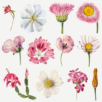 Hand drawn wild flowers floral illustration set, remixed from the artworks by Mary Vaux Walcott