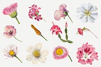 Hand drawn wild flowers psd floral illustration set, remixed from the artworks by <a href="https://www.rawpixel.com/search/Mary%20Vaux%20Walcott?sort=curated&amp;page=1" target="_blank">Mary Vaux Walcott</a>