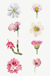 Hand drawn wild flowers vector illustration set, remixed from the artworks by <a href="https://www.rawpixel.com/search/Mary%20Vaux%20Walcott?sort=curated&amp;page=1" target="_blank">Mary Vaux Walcott</a>