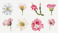 Hand drawn wild flowers illustration set, remixed from the artworks by Mary Vaux Walcott