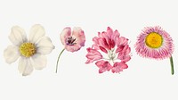 Hand drawn wild flowers vector floral illustration set, remixed from the artworks by <a href="https://www.rawpixel.com/search/Mary%20Vaux%20Walcott?sort=curated&amp;page=1" target="_blank">Mary Vaux Walcott</a>