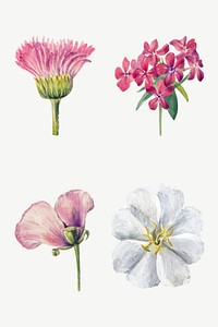Wild flowers vector botanical illustration set, remixed from the artworks by Mary Vaux Walcott