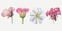 Wild flowers botanical illustration set, remixed from the artworks by Mary Vaux Walcott