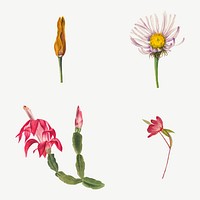 Wild flowers botanical vector vintage illustration set, remixed from the artworks by Mary Vaux Walcott