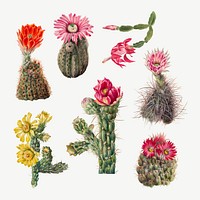 Hand drawn cactus vector floral illustration set, remixed from the artworks by <a href="https://www.rawpixel.com/search/Mary%20Vaux%20Walcott?sort=curated&amp;page=1" target="_blank">Mary Vaux Walcott</a>