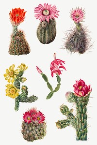 Hand drawn cactus vector floral illustration set, remixed from the artworks by Mary Vaux Walcott