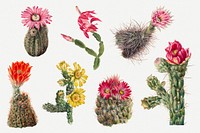 Cactus flowers botanical illustration set, remixed from the artworks by Mary Vaux Walcott
