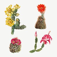 Cactus flowers vector illustration set, remixed from the artworks by <a href="https://www.rawpixel.com/search/Mary%20Vaux%20Walcott?sort=curated&amp;page=1" target="_blank">Mary Vaux Walcott</a>