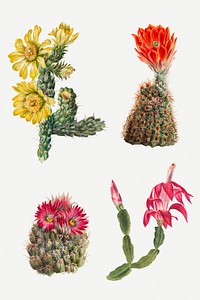 Blooming cactus flowers psd hand drawn botanical illustration set