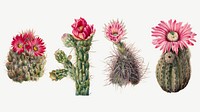 Cactus flowers vector botanical vintage illustration set, remixed from the artworks by Mary Vaux Walcott