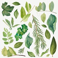 Green leaves vector illustration set, remixed from the artworks by <a href="https://www.rawpixel.com/search/Mary%20Vaux%20Walcott?sort=curated&amp;page=1" target="_blank">Mary Vaux Walcott</a>