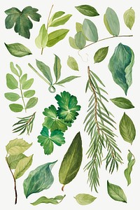 Green leaves vector illustration set, remixed from the artworks by <a href="https://www.rawpixel.com/search/Mary%20Vaux%20Walcott?sort=curated&amp;page=1" target="_blank">Mary Vaux Walcott</a>