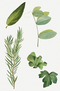 Vintage green leaves psd illustration botanical drawing