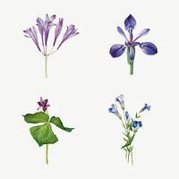 Vintage purple flowers illustration floral drawing set, remixed from the artworks by <a href="https://www.rawpixel.com/search/Mary%20Vaux%20Walcott?sort=curated&amp;page=1" target="_blank">Mary Vaux Walcott</a>