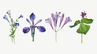 Vintage purple flowers illustration floral drawing set, remixed from the artworks by <a href="https://www.rawpixel.com/search/Mary%20Vaux%20Walcott?sort=curated&amp;page=1" target="_blank">Mary Vaux Walcott</a>