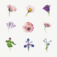 Purple wild plants vector illustration hand drawn set, remixed from the artworks by Mary Vaux Walcott