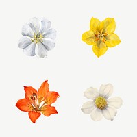 Wild flowers vector illustration set, remixed from the artworks by <a href="https://www.rawpixel.com/search/Mary%20Vaux%20Walcott?sort=curated&amp;page=1" target="_blank">Mary Vaux Walcott</a>