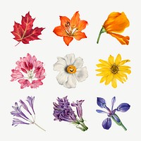 Hand drawn blooming flowers vector botanical illustration set, remixed from the artworks by <a href="https://www.rawpixel.com/search/Mary%20Vaux%20Walcott?sort=curated&amp;page=1" target="_blank">Mary Vaux Walcott</a>
