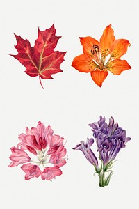Psd hand drawn wild plants botanical illustration set