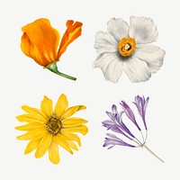 Wild flowers vector botanical vintage illustration set, remixed from the artworks by <a href="https://www.rawpixel.com/search/Mary%20Vaux%20Walcott?sort=curated&amp;page=1" target="_blank">Mary Vaux Walcott</a>