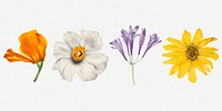 Wild flowers botanical vintage illustration set, remixed from the artworks by <a href="https://www.rawpixel.com/search/Mary%20Vaux%20Walcott?sort=curated&amp;page=1" target="_blank">Mary Vaux Walcott</a>
