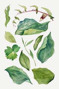 Wild plant green leaves psd illustration hand drawn set