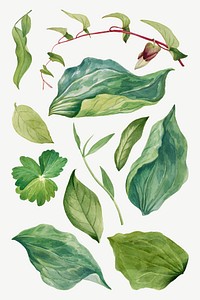 Wild plant green leaves vector illustration hand drawn set, remixed from the artworks by <a href="https://www.rawpixel.com/search/Mary%20Vaux%20Walcott?sort=curated&amp;page=1" target="_blank">Mary Vaux Walcott</a>