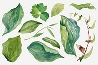 Wild plant green leaves illustration hand drawn set, remixed from the artworks by <a href="https://www.rawpixel.com/search/Mary%20Vaux%20Walcott?sort=curated&amp;page=1" target="_blank">Mary Vaux Walcott</a>