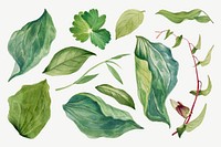 Wild plant green leaves vector illustration hand drawn set, remixed from the artworks by <a href="https://www.rawpixel.com/search/Mary%20Vaux%20Walcott?sort=curated&amp;page=1" target="_blank">Mary Vaux Walcott</a>