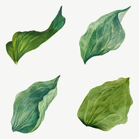 Green leaves illustration hand drawn set, remixed from the artworks by <a href="https://www.rawpixel.com/search/Mary%20Vaux%20Walcott?sort=curated&amp;page=1" target="_blank">Mary Vaux Walcott</a>
